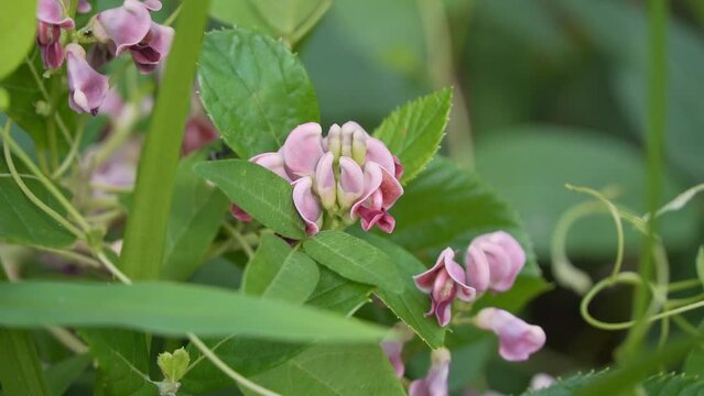 Superfood Potato Bean, Apios Americana or Groundnut plant bloom