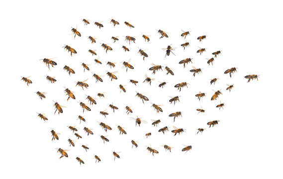 swarm of bees in flight isolated on white background