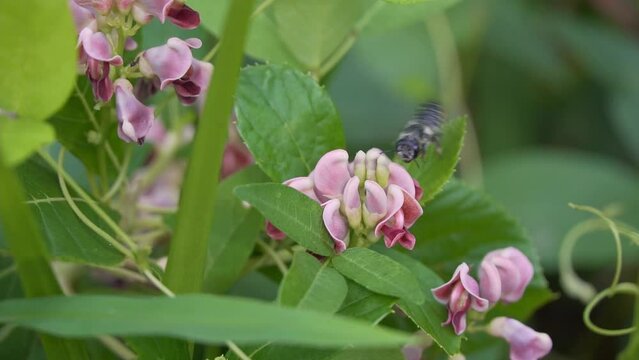 Potato Bean Apios Americana Ground-nut with flying leaf cutter Bee