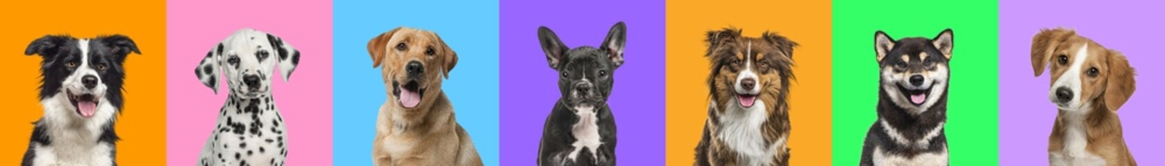 Banner, Collage of multiple dogs head portrait photos on a multicoloured background of a multitude of different bright colours.