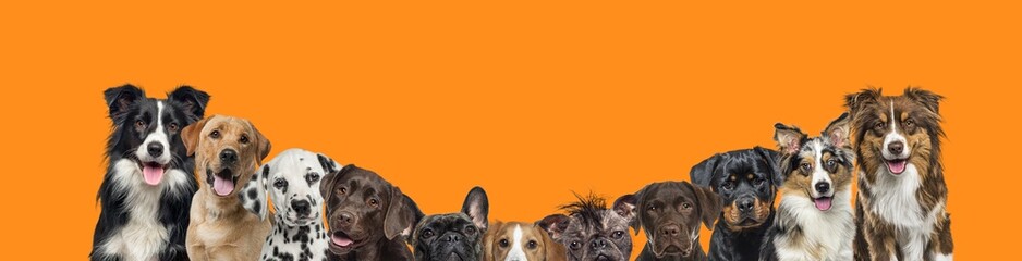banner of a Large group of dogs together in a row on orange background