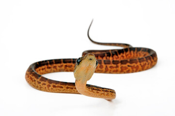 Fototapeta premium Hispaniolan boa // Haiti-Boa (Chilabothrus striatus)