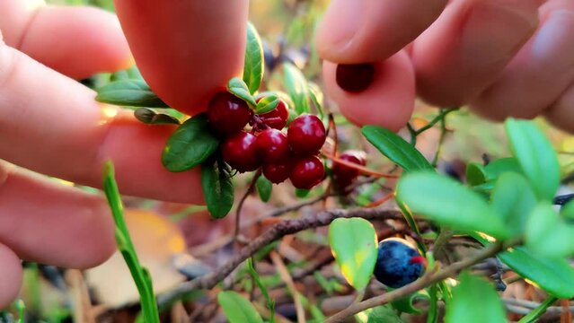 Close up of cowberries being hand picked.