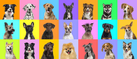 Collage of multiple dogs head portrait photos on a multicolored background of a multitude of different bright colors. - Powered by Adobe