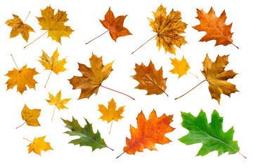 Set of colorful maple leaves on white.