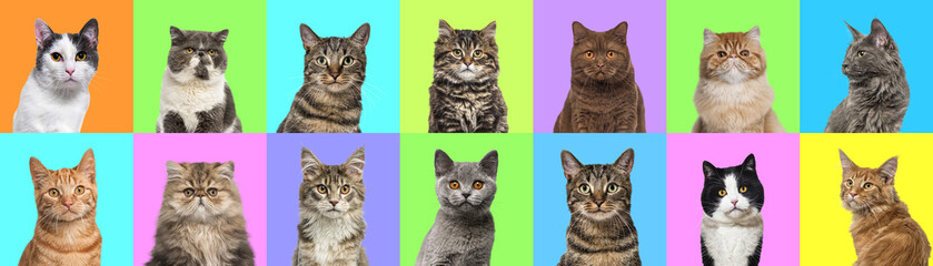 Collage of multiple cats head portrait photos on a multicoloured background of a multitude of different bright colours.