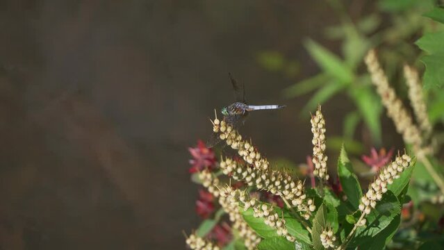 Blue dasher dragonfly on Sweet Pepperbush (Clethra alnifolia) near lake
