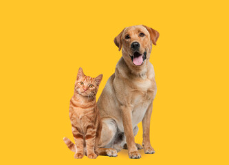 Labrador retriever dog panting and ginger cat sitting in front of dark yellow background - 539705718