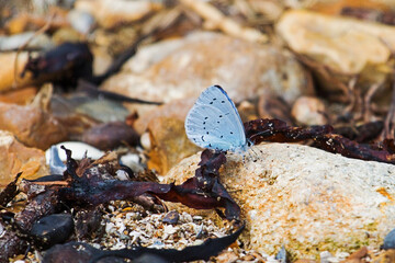 Holly Blue butterfly on pebbles, Isle of Wight, UK.