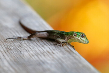 Juvenile Black Iguana on wooden deck, Guanaja Island, Honduras