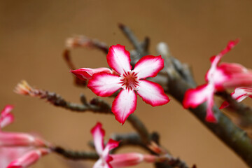 Impala Lily, Kruger National Park, South Africa