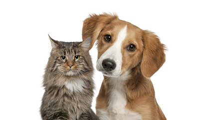 Cat and dog together looking at the camera Isolated on white