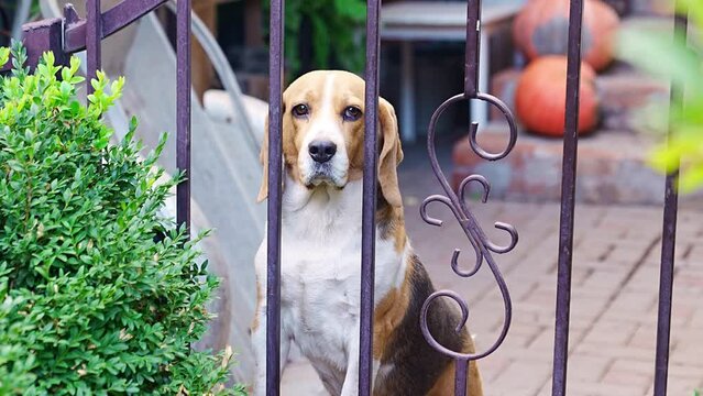 Basset Hound dog at a beautiful wrought iron fence. 