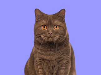 Head shot of a Brown British Shorthair cat looking at the camera against purple