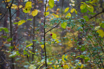 Autumn bushs with yellow leaves, selectve focus