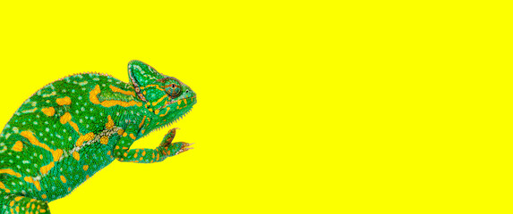 Side view Yemen chameleon on hind legs, Chamaeleo calyptratus, isolated on yellow