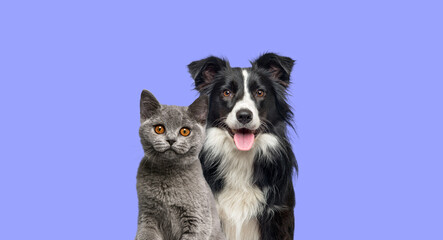British Shorthair cat kitten and a border collie dog with happy expression together on blue...