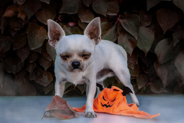 Scared dog, halloween, day of the dead.