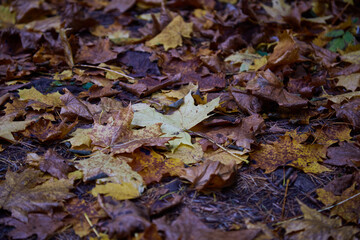 Fallen yellow autumn leaves, selective focus