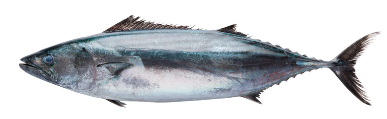 Bonito fish on white isolated background. Have a clipping path 