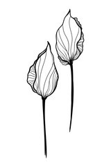 vector illustration flower abstract tulip black and white