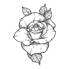 illustration black and white nature flower leaves rose