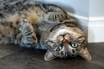 Portrait of striped tabby cat with green eyes upside down