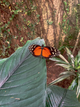 Mariposas 