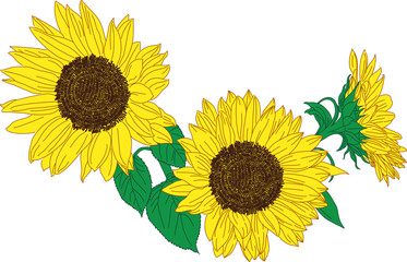 2 つの正面向きのひまわりと 1 つの横向きのひまわり
