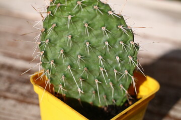 Opuncja ciernista Opuntia erinacea var. utahensis 