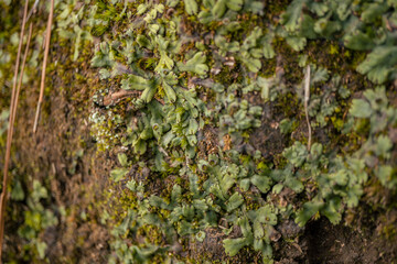 Close up of moss and wild plant when spring season. The photo is suitable to use for nature background, botanical poster and advertising.