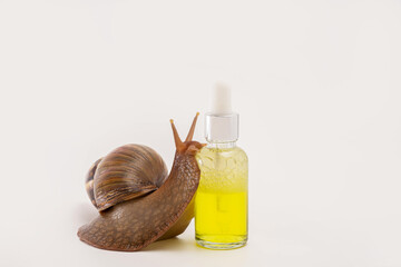 Snail Achatina. Natural organic cosmetics. Skin care cosmetics with Snail mucus
