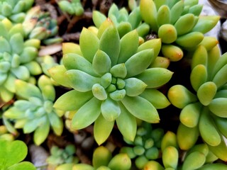 Green succulent leaves of succulents in a pot