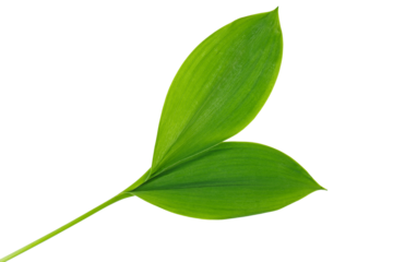 Green leaf lily of the valley isolated on white background.