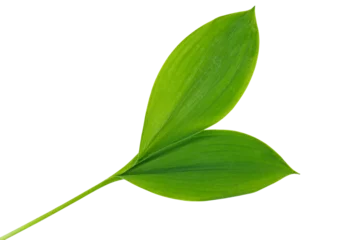 Fototapeten Maiglöckchen Green leaf lily of the valley isolated on white background.  © Roman Ivaschenko