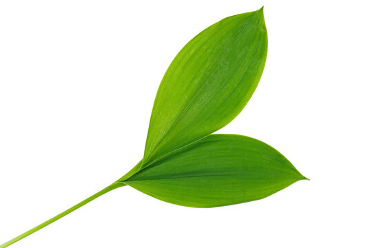 Green leaf lily of the valley isolated on white background.