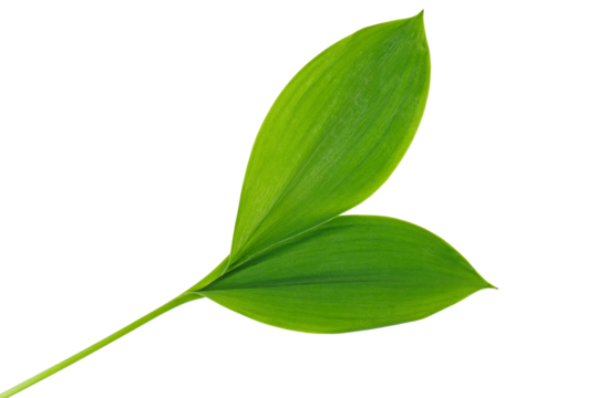 Green leaf lily of the valley isolated on white background.