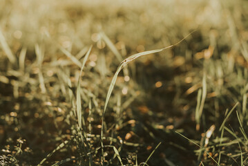 Grassy background in the rays of the sun.