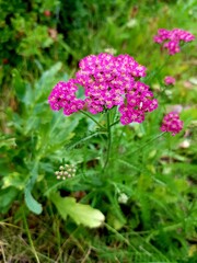 Lilac flower on the green meadow