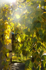 Blur birch branches and leaves, back sunlight, autumn background