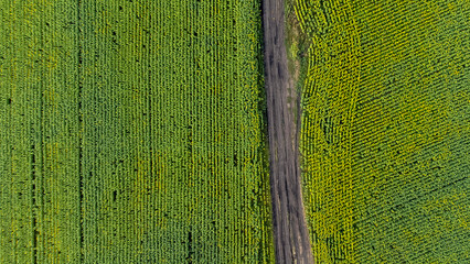 The scenic dirt road through sunflower fields. Aerial view.