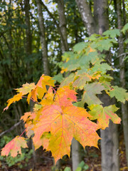 autumn maple leaves