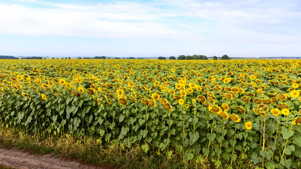 The scenic dirt road through sunflower fields. Aerial view.