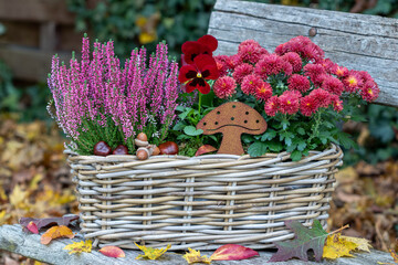 rotes Stiefmütterchen, Chrysantheme und Heidekraut im Korb im Herbstgarten