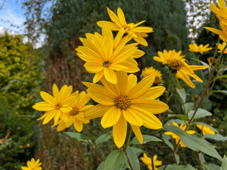 Vibrant yellow Jerusalem artichoke helianthus tuberosus flowers in autumn garden close up, floral wallpaper background with blooming jerusalem artichoke flowers
