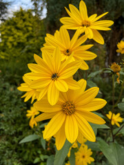 Vibrant yellow Jerusalem artichoke helianthus tuberosus flowers in autumn garden close up, floral wallpaper background with blooming jerusalem artichoke flowers