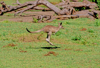 Eastern grey kangaroo