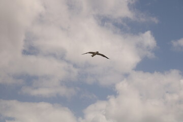 bird in the sky flying steppe forest photo south afrika nature reserve