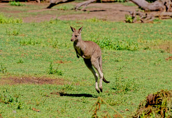 Eastern grey kangaroo