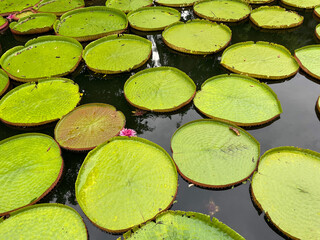 Huge Victoria lily water-lily pads in the lake pond water